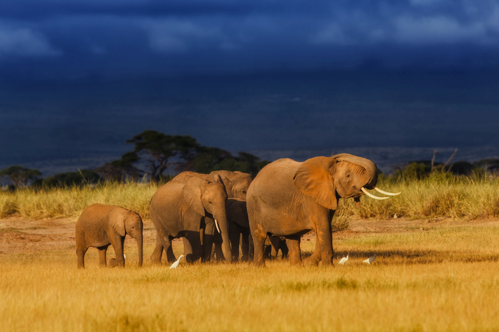 ELEPHANT 5.jpg