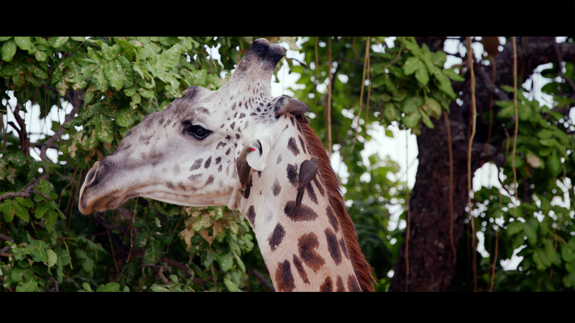 Giraffe 3 copy.png