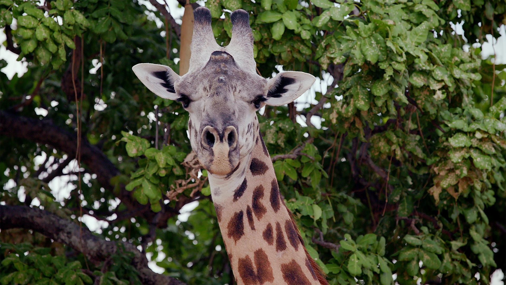 Giraffe Face copy.png