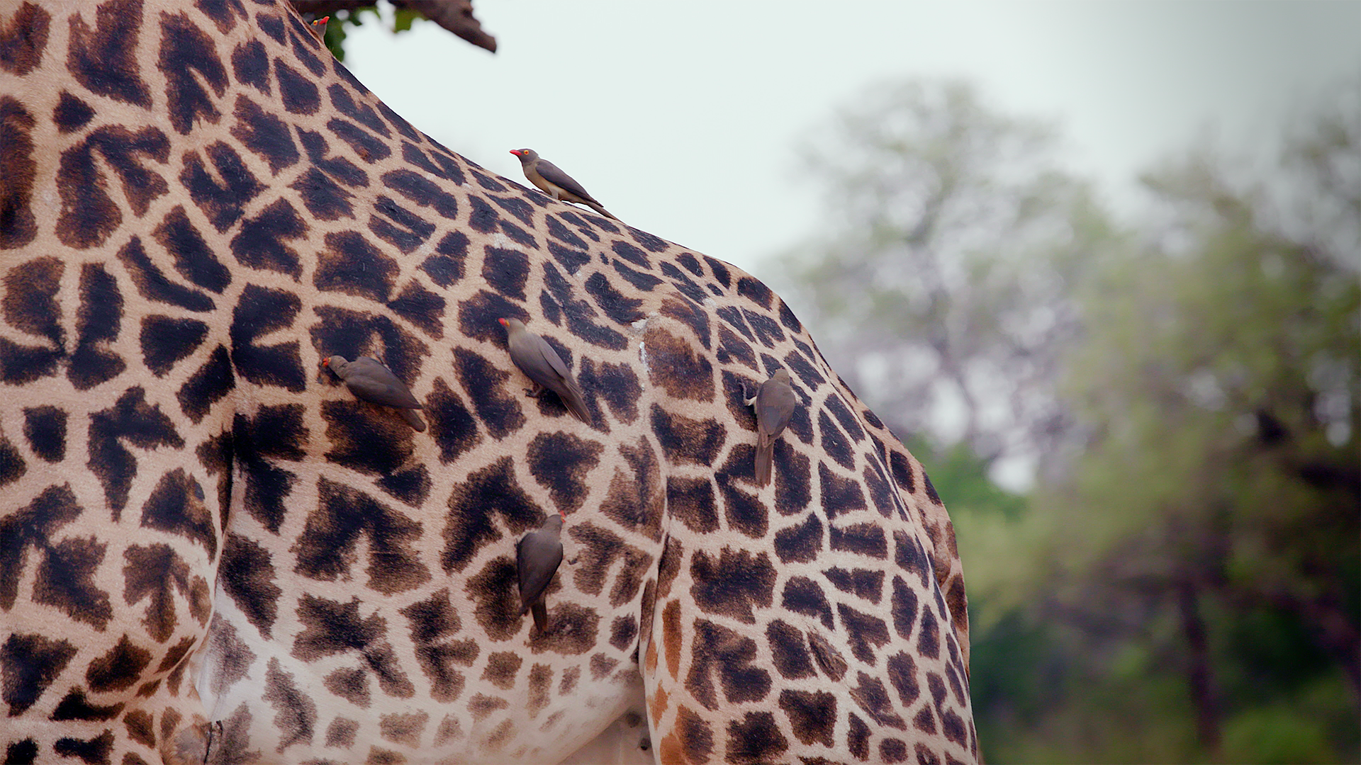 Giraffe with Birds.png