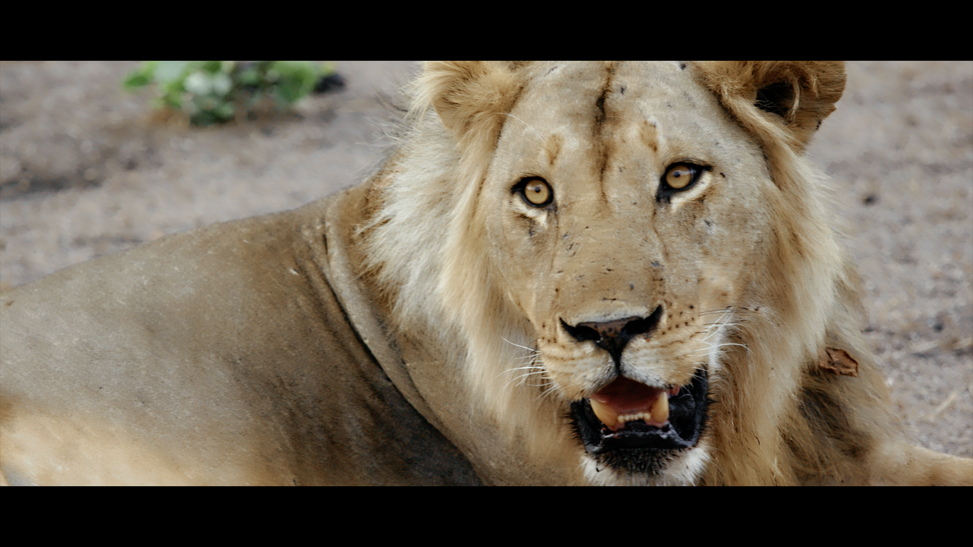 Nsefu Lion.png