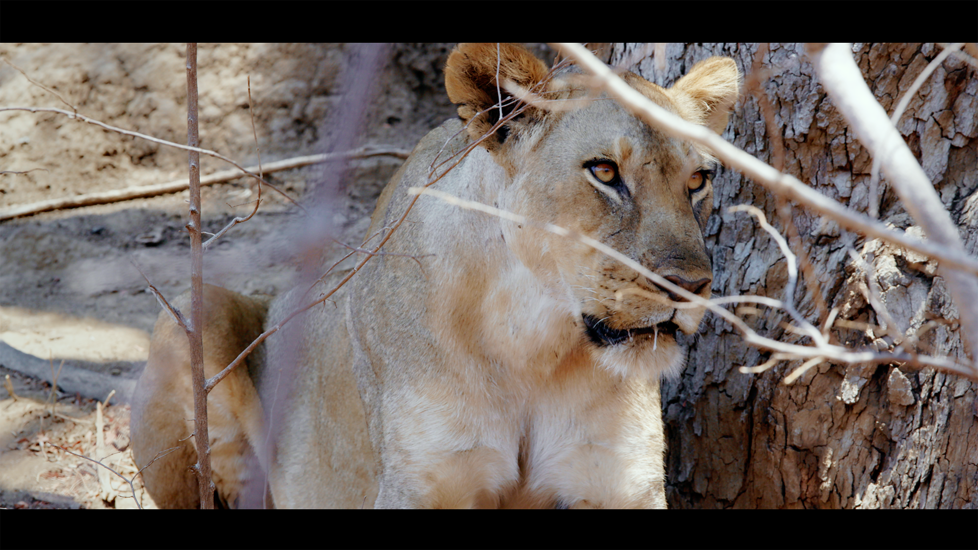 ZCP Lioness 2.png