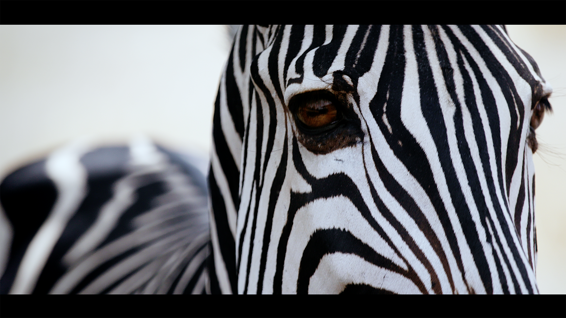 Zebra Face Mfuwe.png