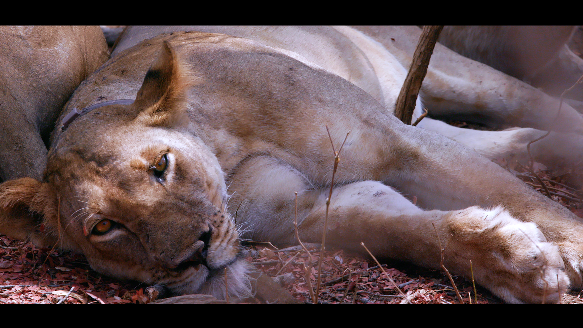 ZCP Lioness.png