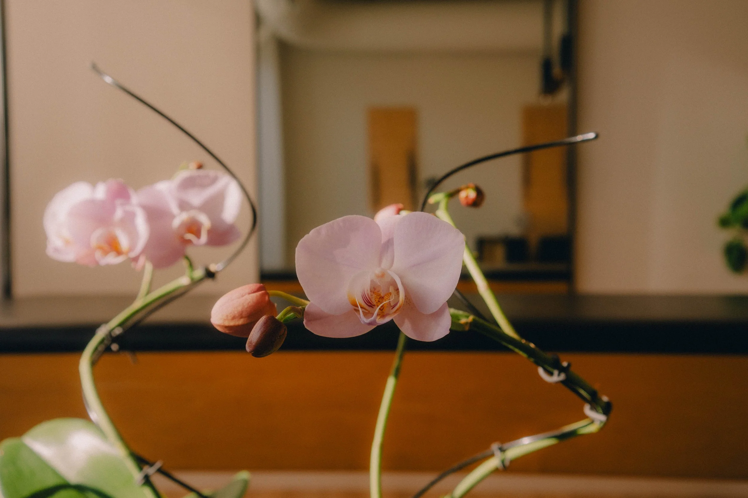 Jan 2026 PJ Studio Caddie-6.jpeg