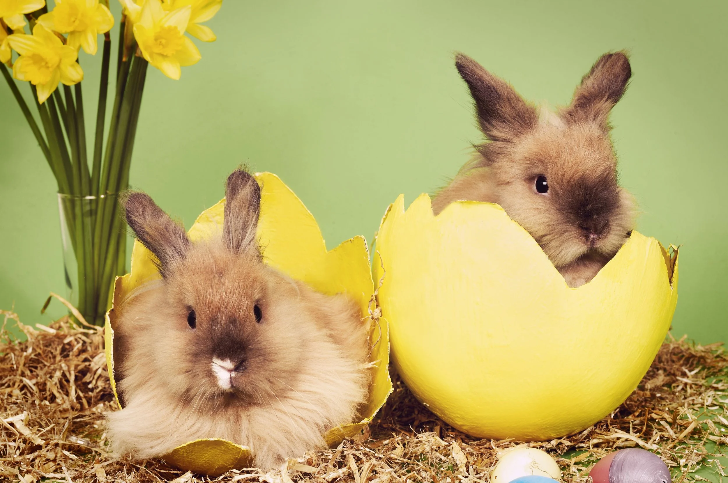 Easter Bunnies 05