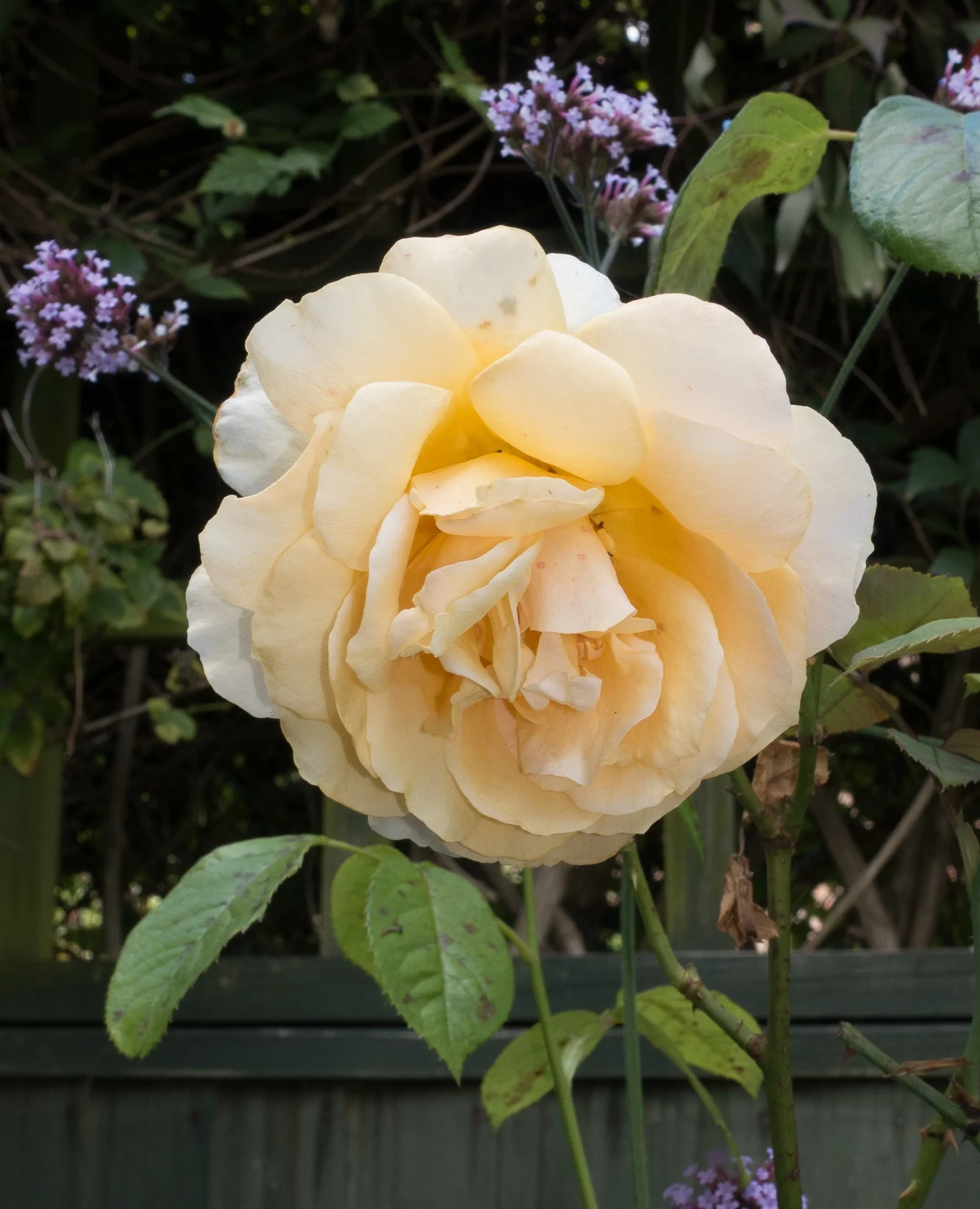 DSC00056.jpg
