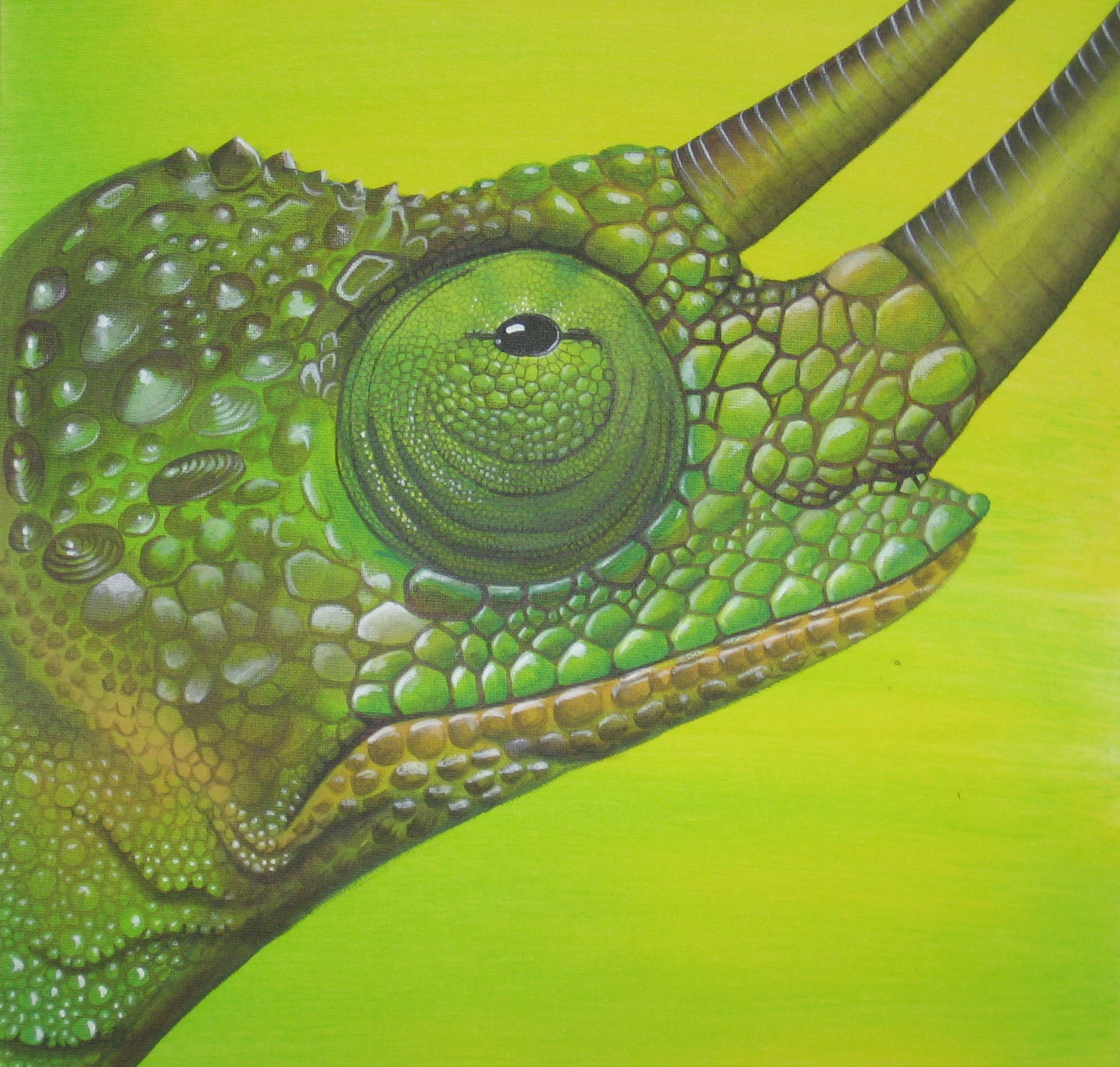 Yellow Chameleon, 40x40cm, acrylic on canvas *sold*