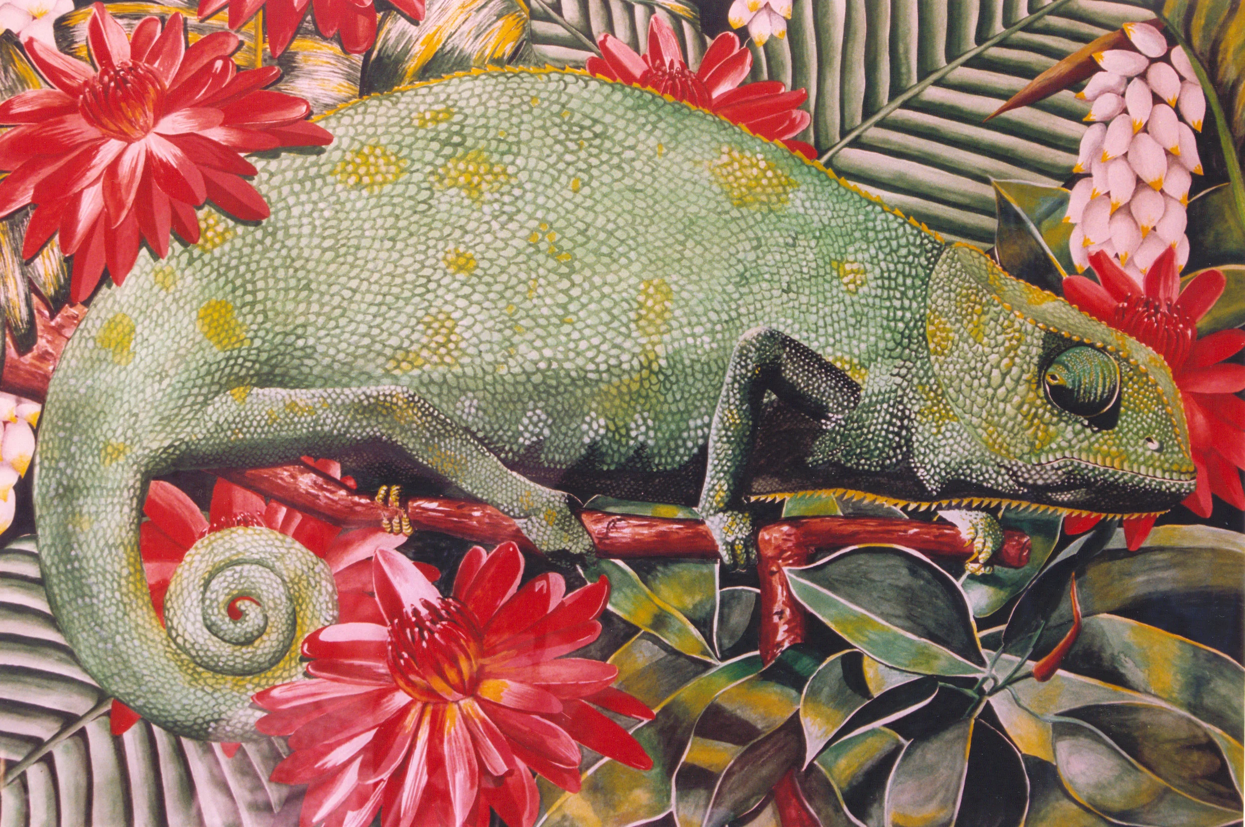 1st Chameleon, 42x62cm, gouache on paper