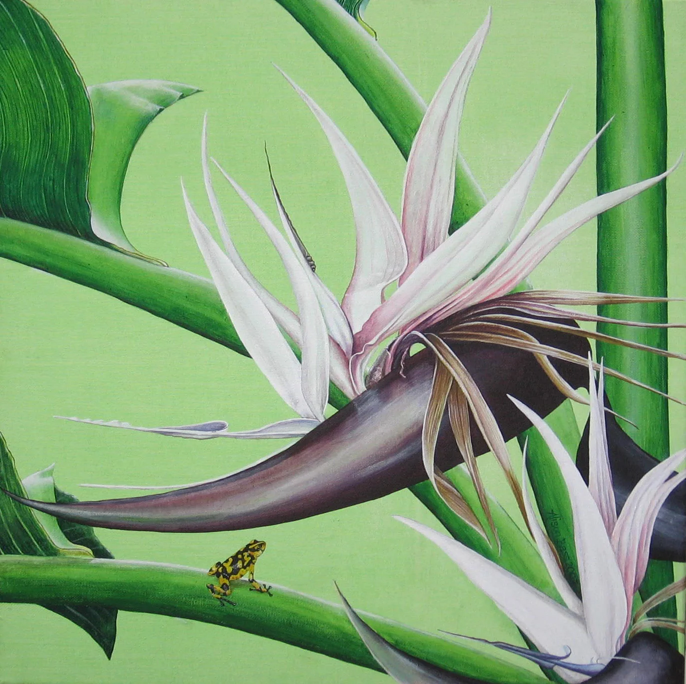 Strelitzia Nicolai, 40x40cm, acrylic on canvas