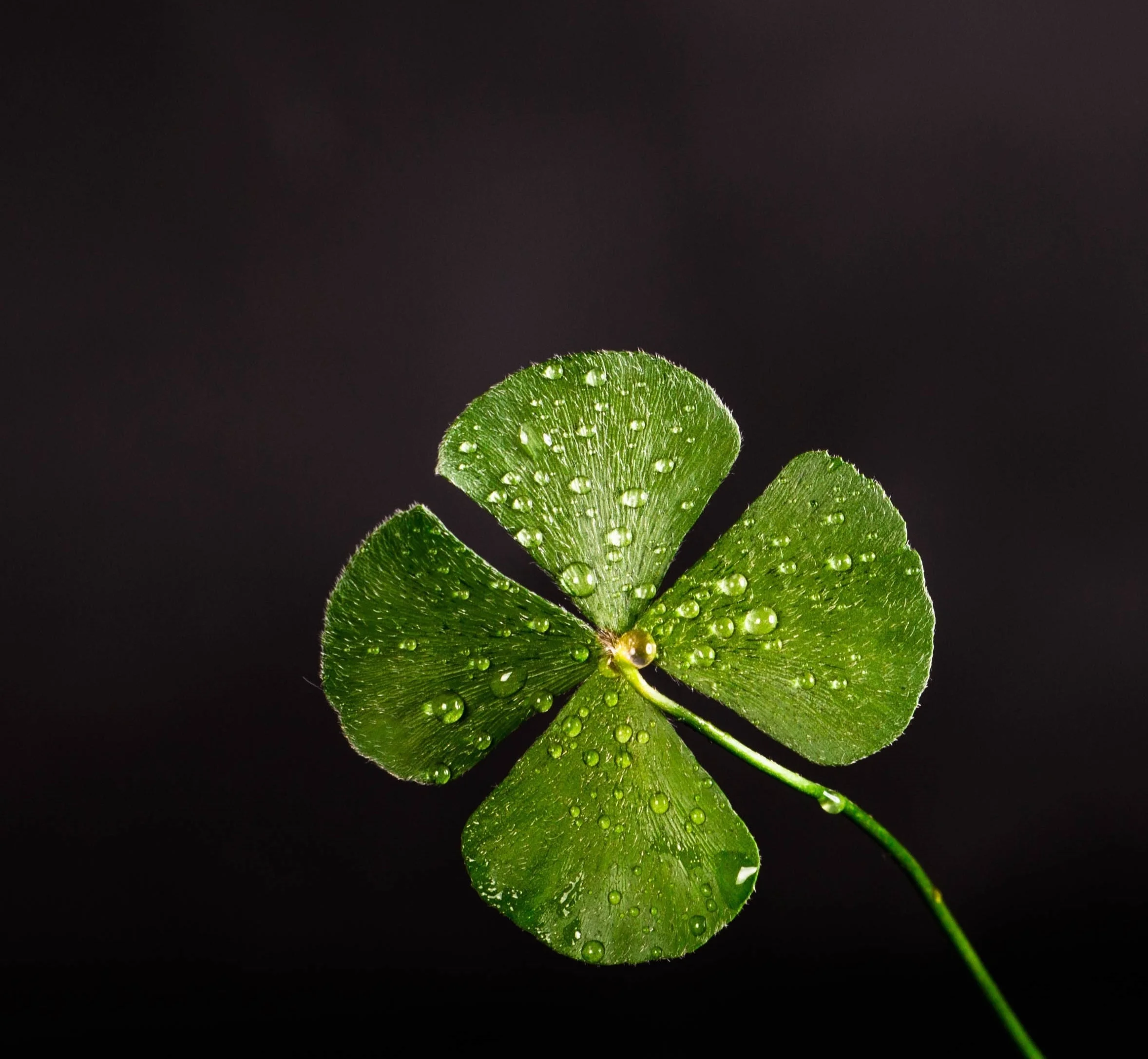 4+LEAF+CLOVER.jpg