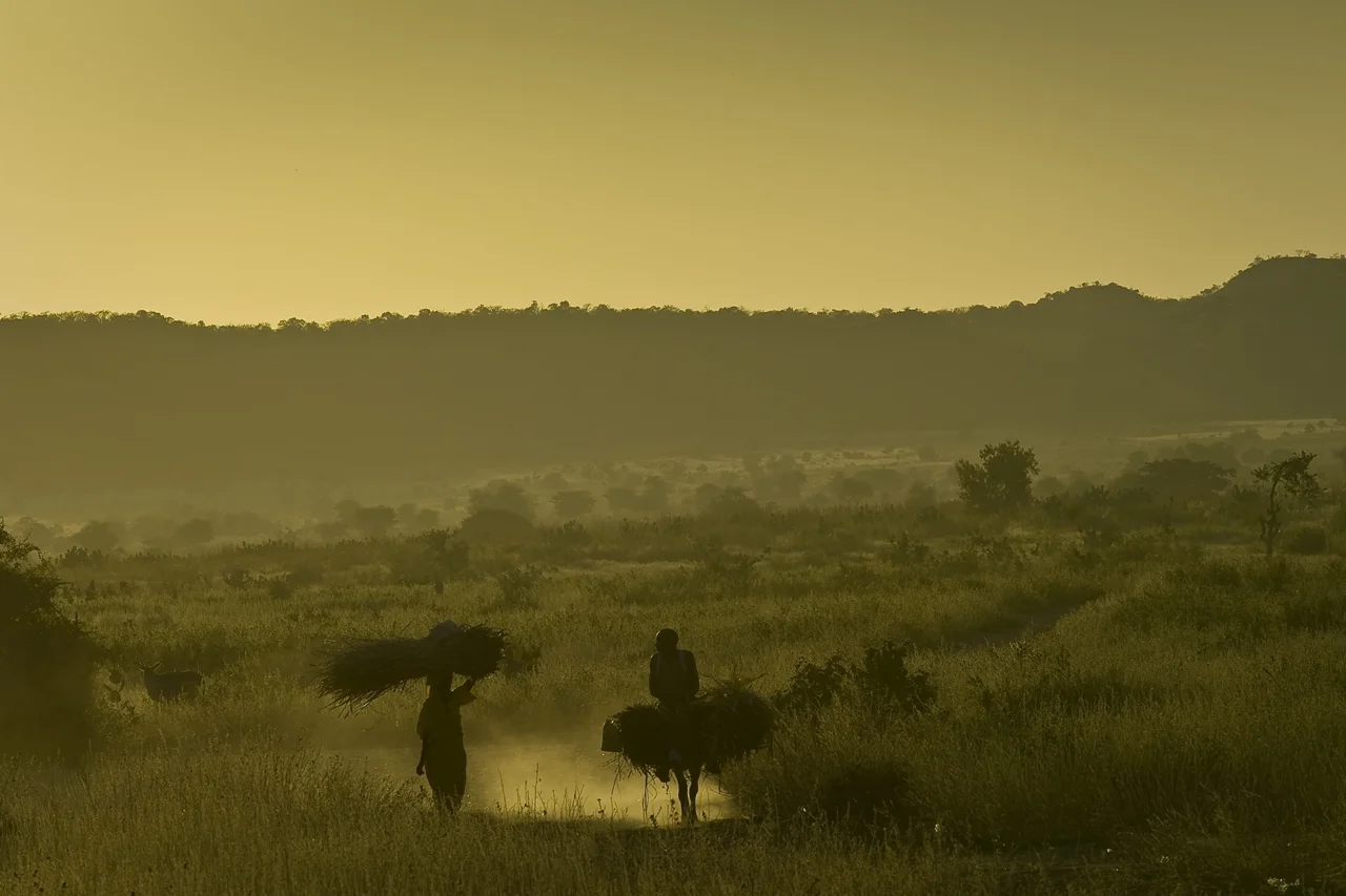 At sunset, two refugees coming back from their field, located several hours walking from the camp are talking. They bring back straw to build wall, roof or to feed animals. Created on 4 june 2004, Djabal camp sheltered 17.766 persons and 4.681 families in december 2011. It is located 4 kilometers west from Goz Beida, 217 kilometers south from Abeche, 900 kilometers east from N'Djamena the capital and 80 kilometers from the sudanese border.
