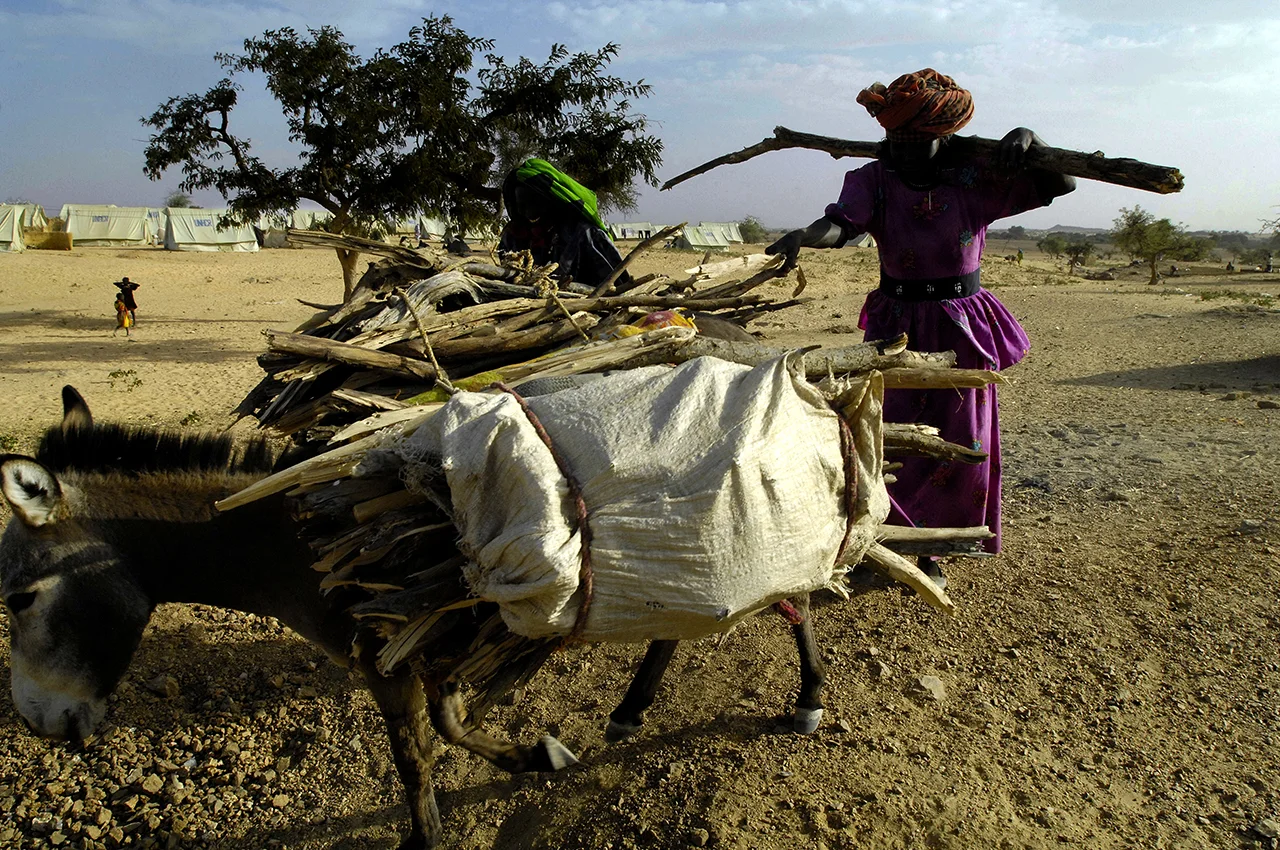 Long-time arrived refugees back from wood collection. According to UNHCR, assaults during wood collection are one of the more commun security incidents. 