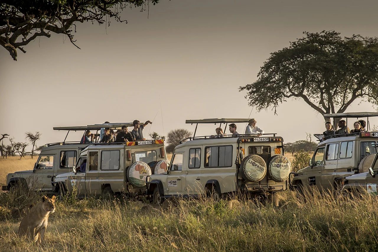 A fleet of 4x4 designed to allow tourists to watch and photograph the animals stopped near a lioness who takes the morning sun next to a track in Seregenti Park. In 2012, the park was visited by approximately 170,000 tourists from around the world. Tourism contributes 17.5% of Tanzania's gross domestic product (in 2016) with estimates of up to 25% for the coming years. 11.0% of the national workforce (1,189,300 people) in 2013 was employed in the tourism sector.
