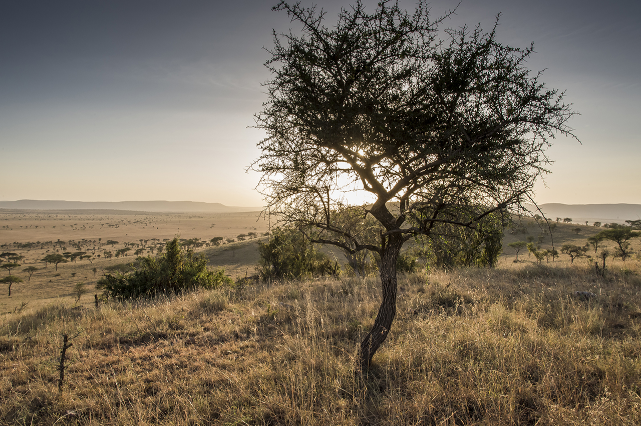 The Serengeti Plain where the Serengeti National Park is located, in northern Tanzania, in East Africa. Second animal park in Africa, it covers 14,763 square kilometers and is home to about four million animals. The five species of Big Five, lion, l