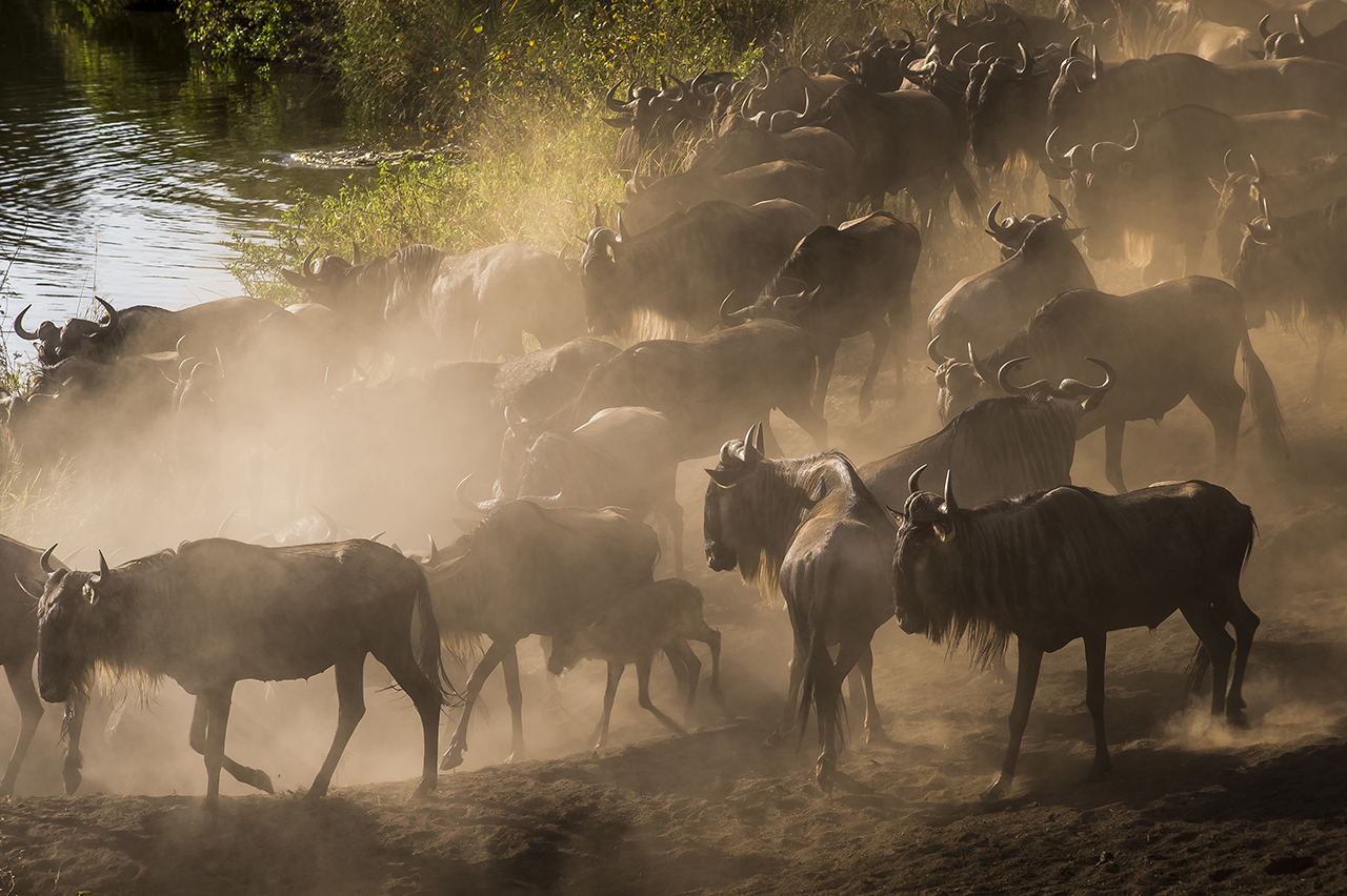 The great migration of the wildebeests of the Serengeti is one of the largest animal migrations in the world, a unique phenomenon. Twice a year, about two million wildebeests, cross the Serengeti in Tanzania to find their food. They are followed by