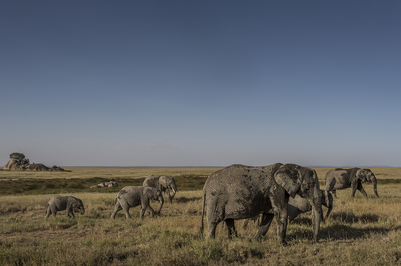 Elephants close to Asilia Camp. Unlike most other regions of Africa, the number of elephants in the Serengeti has increased again in recent years through a more effective fight against poaching. By 2014, the elephant population in Serengeti was est