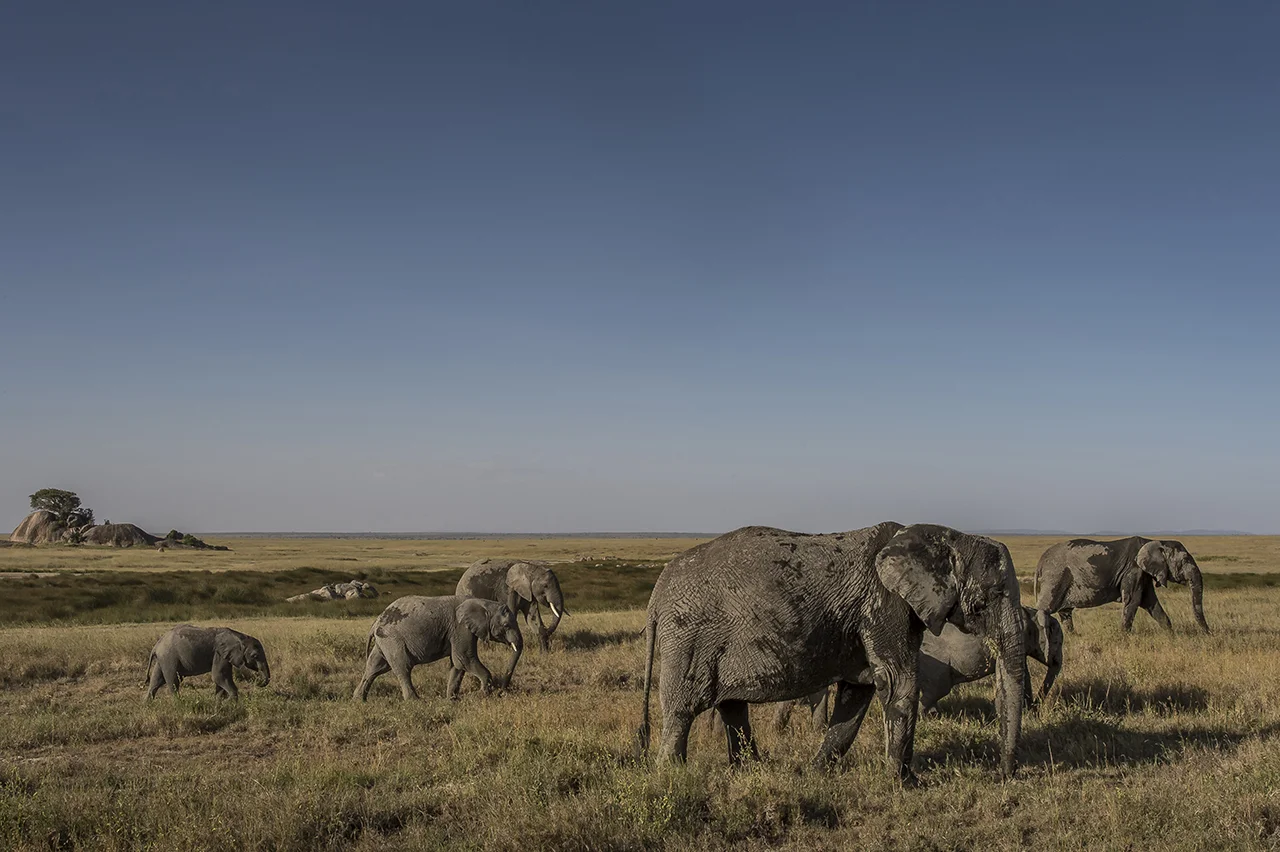 Elephants close to Asilia Camp. Unlike most other regions of Africa, the number of elephants in the Serengeti has increased again in recent years through a more effective fight against poaching. By 2014, the elephant population in Serengeti was estimated at 6,000 against 3,068 five years earlier. The trend elsewhere in Tanzania is reversed: in 2009, about 109,000 elephants lived in Tanzania, while a 2014 survey only numbers the population at about 44,000. Why are the Serengeti figures better? Success seems to be due in part to the 300 rangers patrolling the park. The presence of tourists also help. "The more people who walk around here, the harder it is for poachers to hide," explained Robert Muir, then Director of the Africa Bureau of the Frankfurt Zoological Society in the Serengeti National Park (he changed work since).