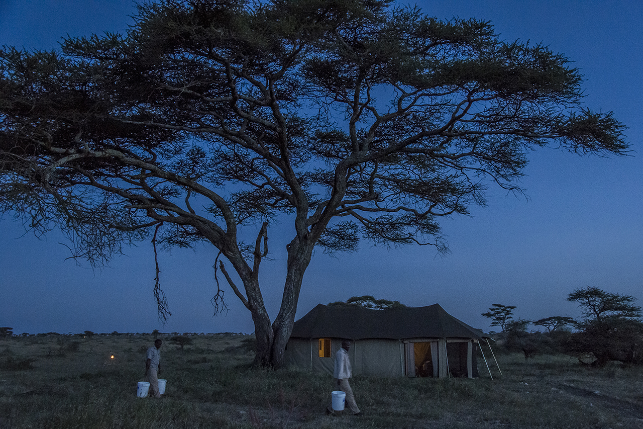 Passing under an acacia umbrella and in front of one of the luxury tents, employees of the Asilia Camp carry buckets of water to supply the guests' showers. Asilia Camp is the only tent camp located in the eastern prairies of the central part of the