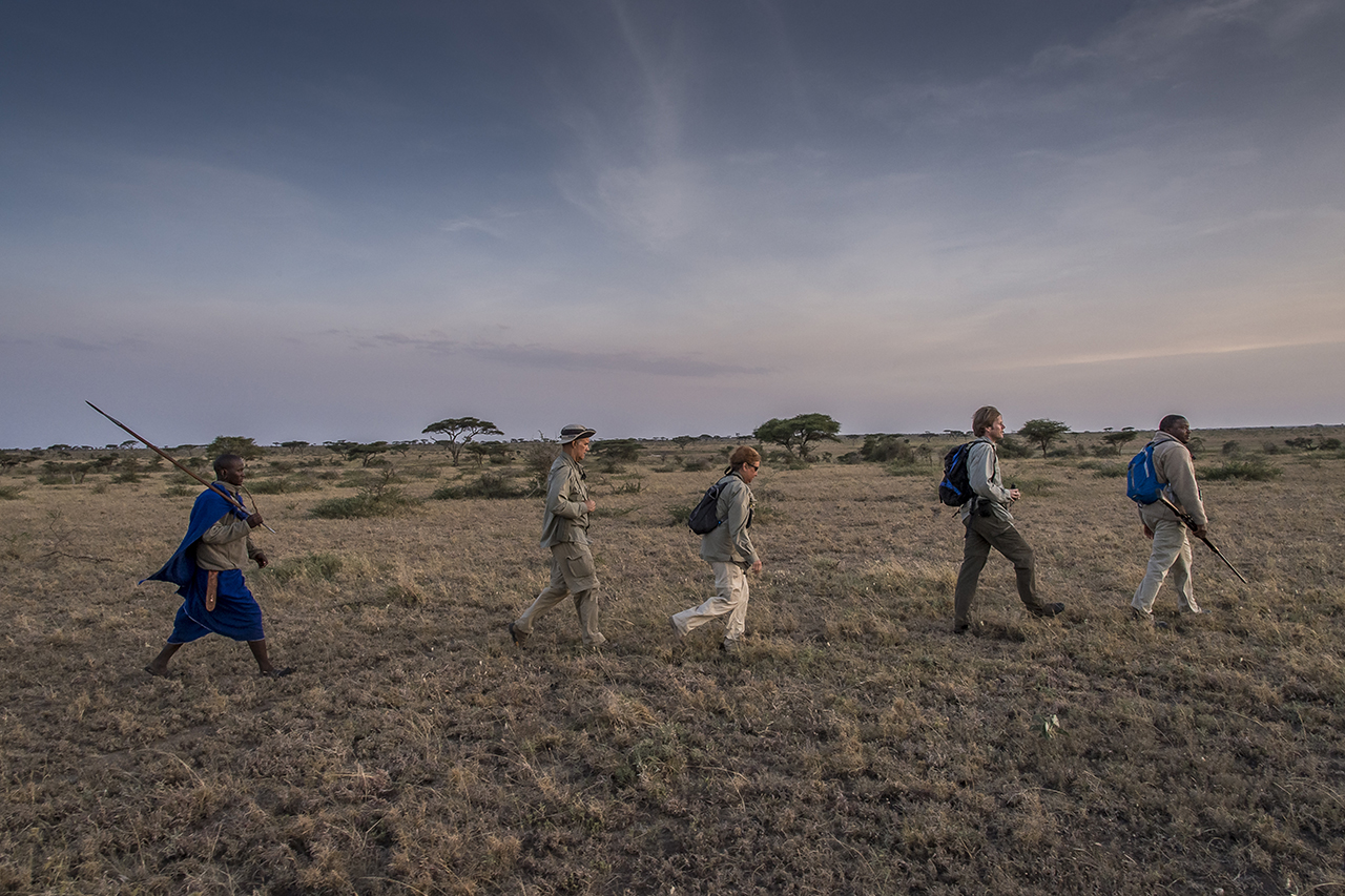 In the early morning in the eastern part of Serengeti Park. Blessed MPOFU leads a small group of tourists in walking ballads. "The lions often sit in the reeds and wait for the animals that come to drink," the Tanzanian said, pointing to the bank of