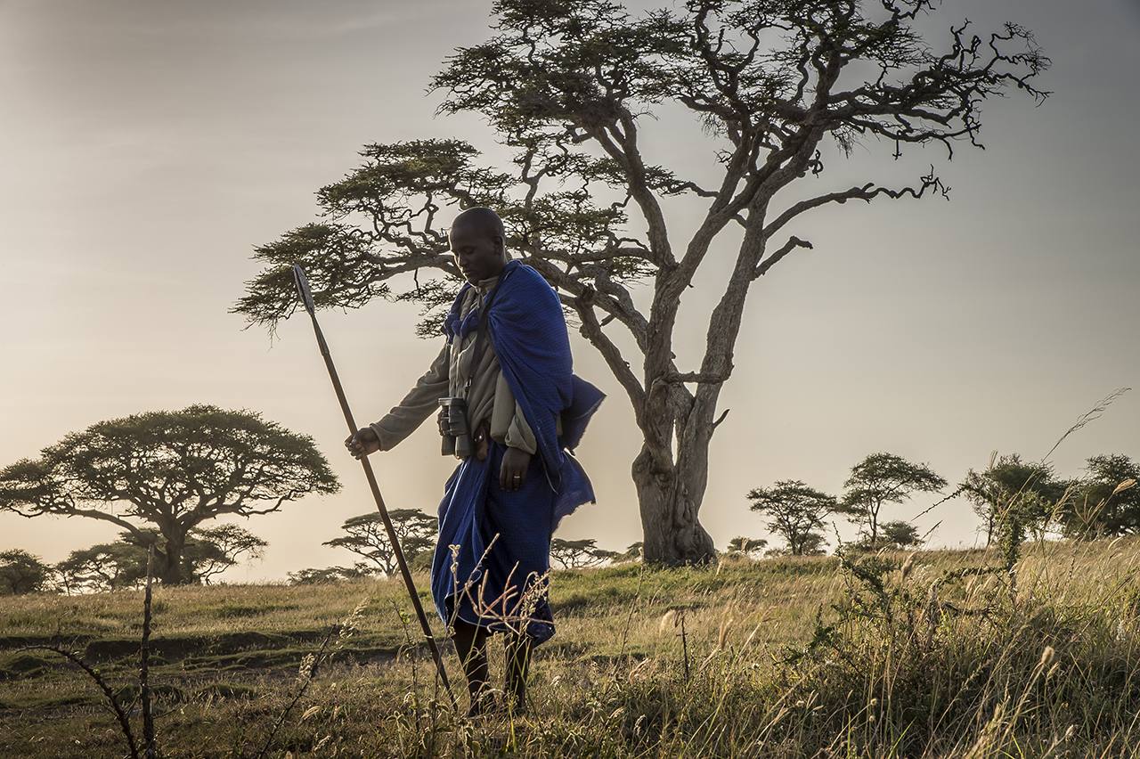 Early morning in the eastern part of Serengeti Park. A young Masai warrior takes a break while accompanying the walking tour of a group of tourists in the Serengeti. Their presence is less due to folklore than their propensity to discern with an imp