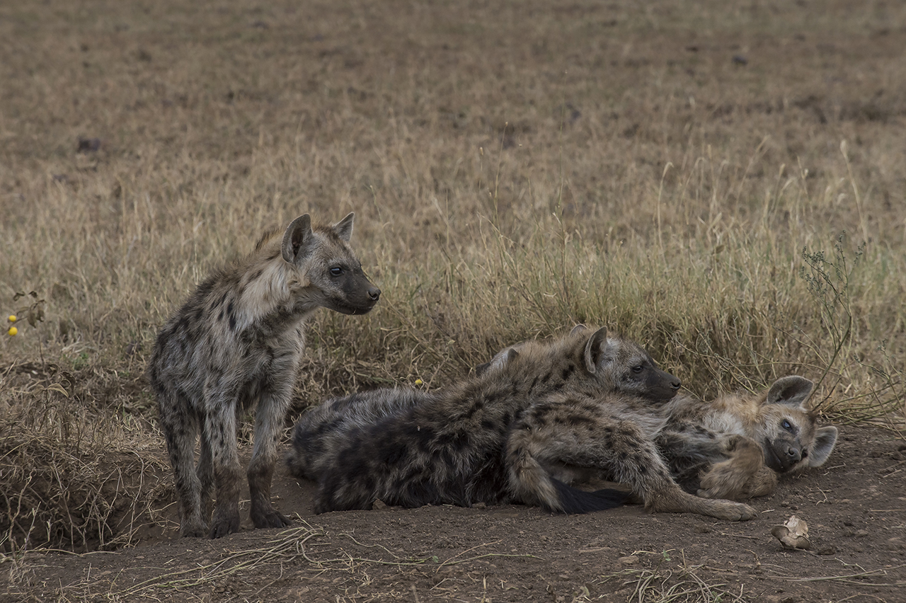 A group of young spotted hyenas lazing at the end of the day in the Seregenti. The Spotted Hyena is the most numerous large predator in the Serengeti Ecosystem and throughout sub-Saharan Africa. There are more than 500 hyenas belonging to 12 Serenge
