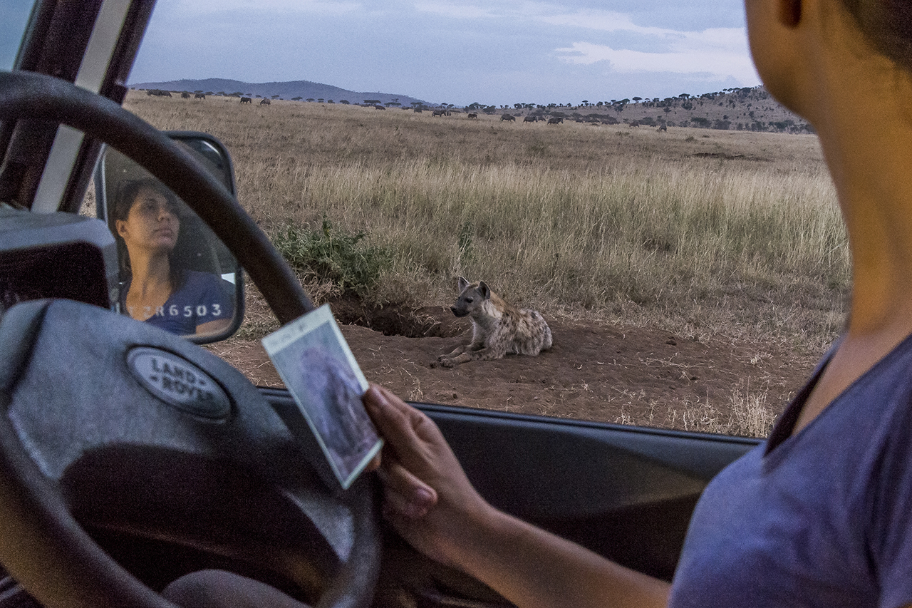 A field assistant observes a group of hyena and try to identify them thanks to identification sheets and photos collected day after day for years. A group of young spotted hyenas lazing at the end of the day in the Seregenti. The Spotted Hyena is th
