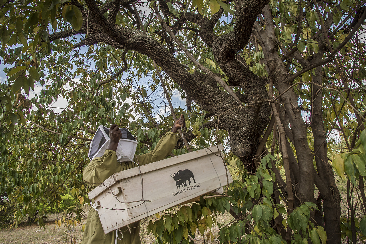 From hunter to beekeeper, Maro Marongoli now produces honey a few kilometers from Serengeti and sells it to hotels in the region. As a member of the "Sinduka Cocoba" group, he was able to start his activity and financed the purchase of the hives, th