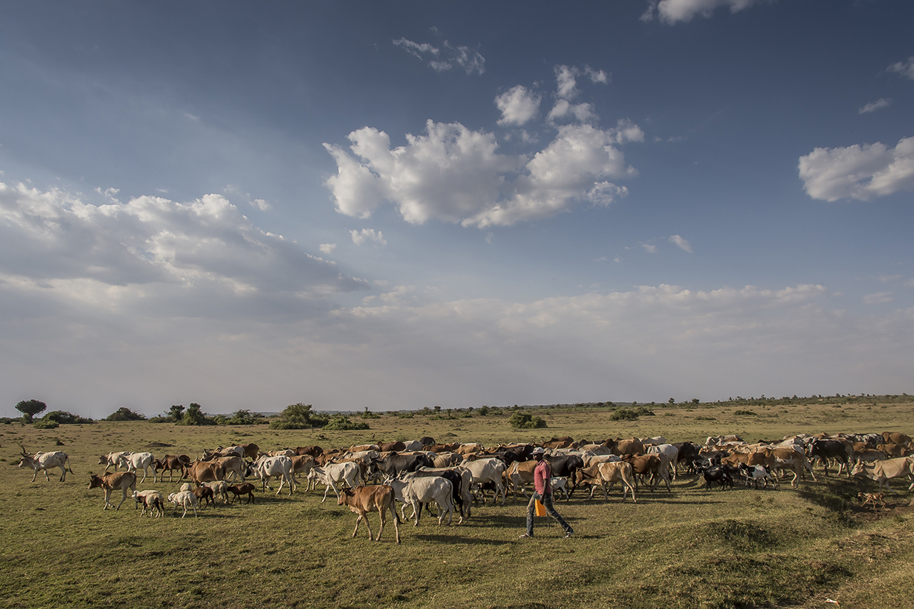 A shepherd leads his herd to pasture near the Serengeti. Although in Tanzania grazing is prohibited in national parks and other protected areas, in recent years, livestock keepers are increasingly driving livestock on reserves. The Serengeti Nationa