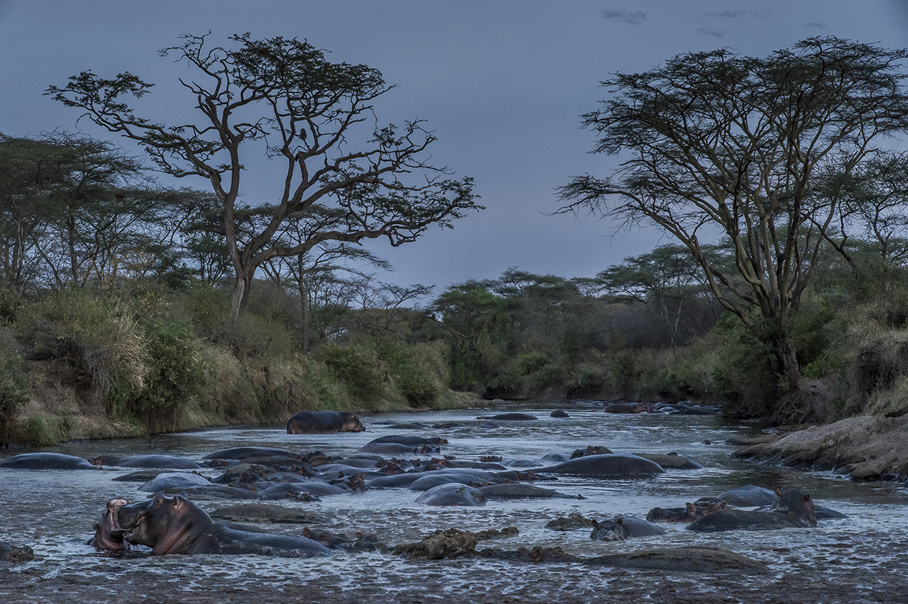 Along a ford of a river crossing the Serengeti Park, a herd of hippopotamuses bask in the water at nightfall. Herbivores, these animals graze at night in the bush. They are about to get out of the water in search of food.