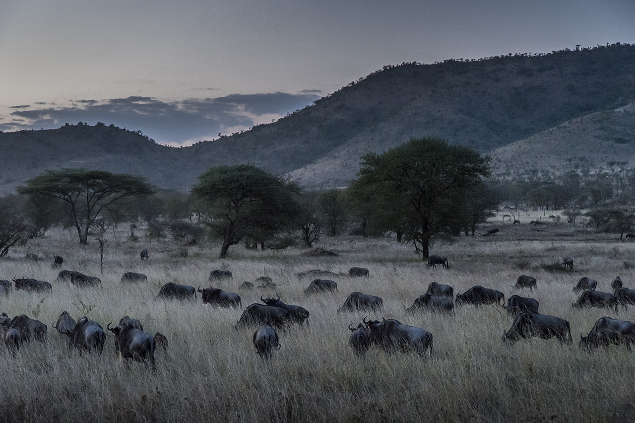 Night falls on the Serengeti National Park. A herd of wildebeest is grazing on. It is the period of the year when they gather together in increasingly large herds, a premise for the great migration, one of the last mass migrations of large ungulates
