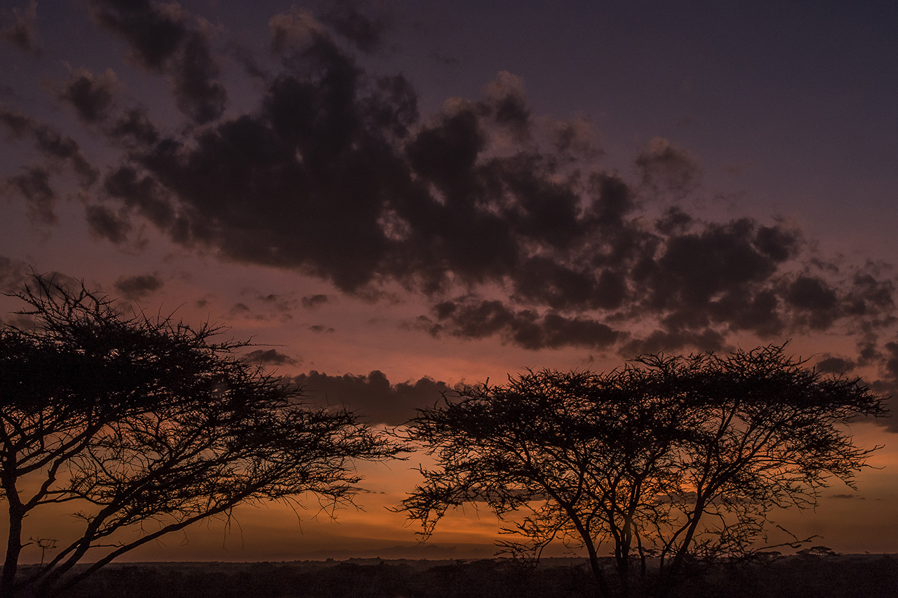 Sunset over the Serengeti plain, where typical umbrella acacias are ubiquitous.