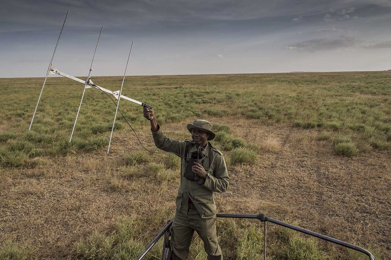 A ranger of the TANAPA anti-poaching unit (Tanzania National Parks) in the Moru region of southern Seregenti is trying to locate a rhinoceros. Standing in the back of the pickup from Moru's headquarters, he brandished an antenna to pick up a radio s