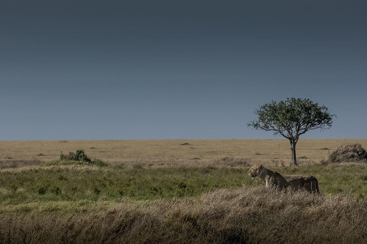 A lioness has just spotted a family of warthogs at some distances, in the plain of the Serengeti. With about 3,000 animals, the Tanzanian National Park is home to one of the largest populations of African lions.