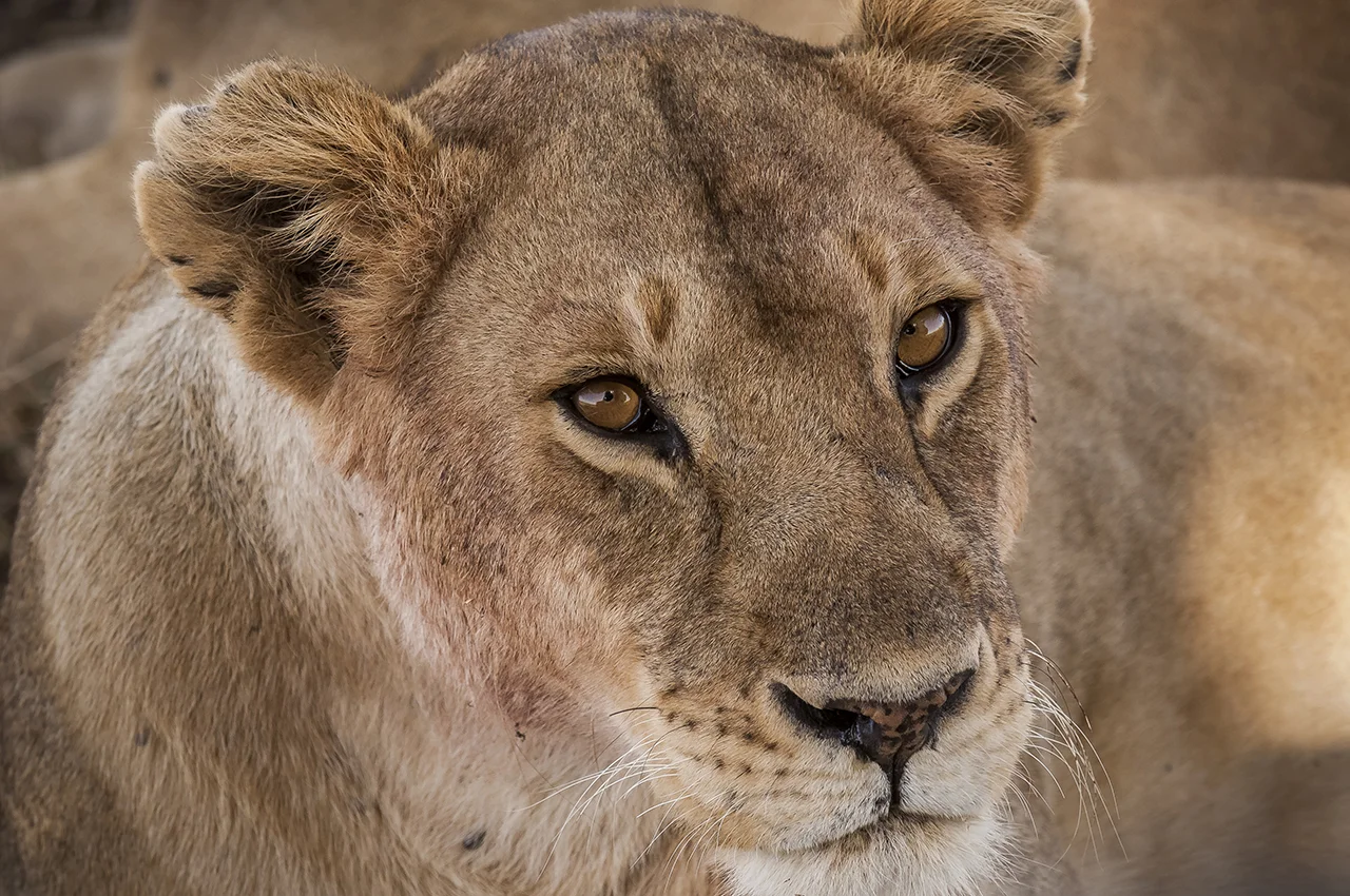 A lioness in the Serengeti plain. With about 3,000 animals, the Tanzanian National Park is home to one of the largest populations of African lions.