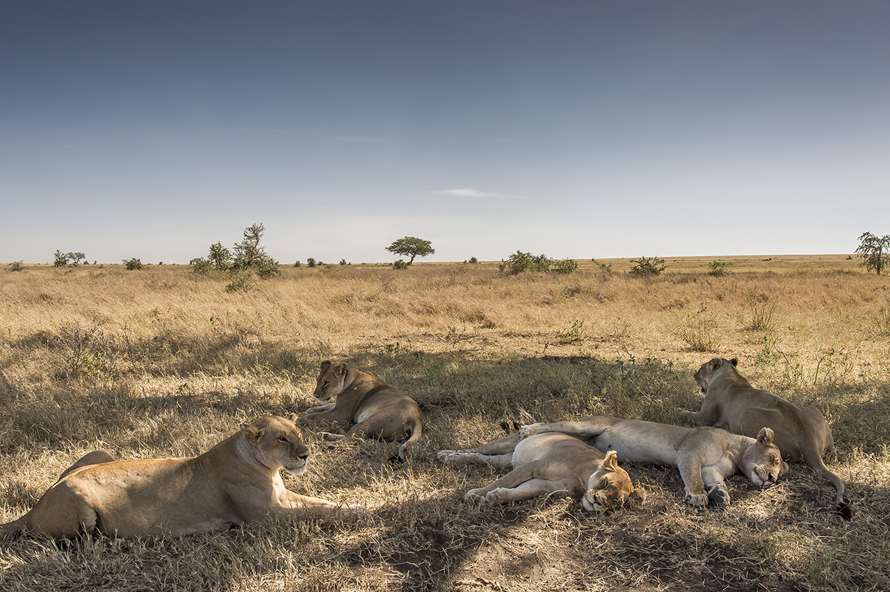 A group of lionesses is losing back in the plain of the Serengeti. With about 3,000 animals, the Tanzanian National Park is home to one of the largest populations of African lions.