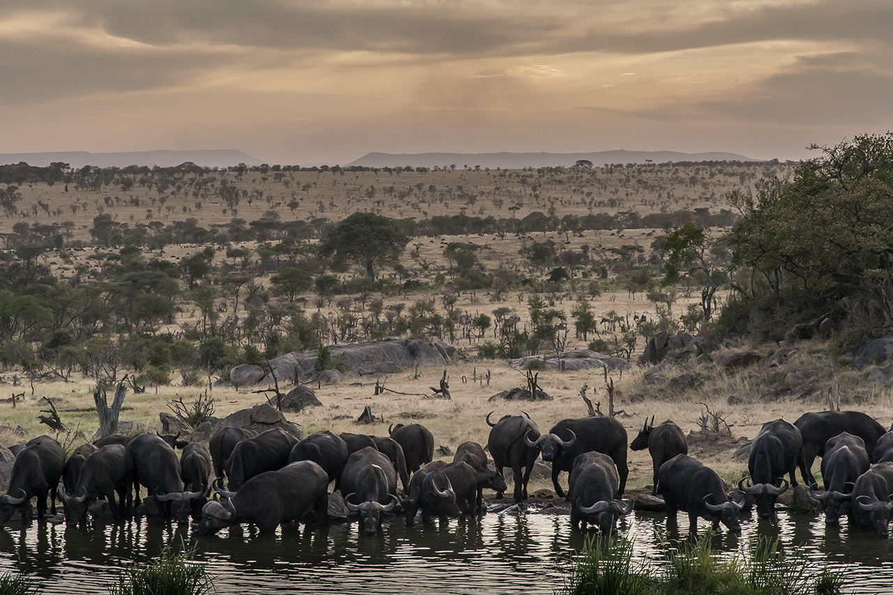 A herd of buffaloes drink at a watering point in Serengeti Park at sunset. Buffalos belong to the Big Five, the most sought-after animals by hunters in the last century and the most sought after by tourists. "The most dangerous of big game," admitte