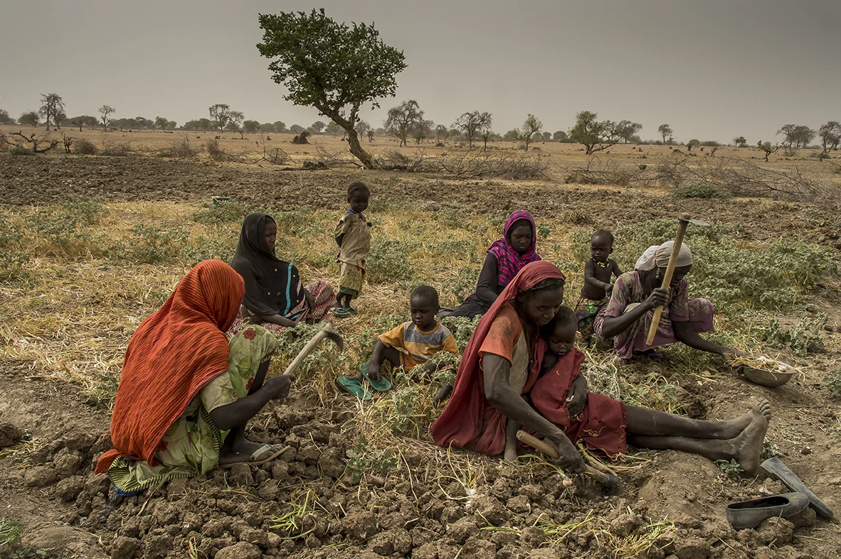 In Nakoulouta village, close to the city of Borota, in Assoungha district, Ouaddaï region, Fatimé Abdu Ibrahim, 17 years old (orange loincloth, right) helps her mother (foreground, right), her two aunts (pink and black loincloth) and a mother’s cousin, to harvest onions in a plot rented by the family, next to a wadi. Fatima takes a training in horticulture given by an NGO, hoping that she will train other women herself. She has discovered thanks to the training, soils enrichment, the planting using regular and minimum intervals. She cannot wait to see the result of these technical implementation in the family plots. Indeed, the family rents another plot two hundred meters away. Not yet married, Fatima do not possess her own plot of land. This is her main goal with getting married. 