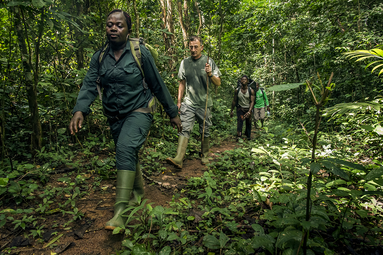 A group composed by an eco-guide, Thierry Fabien, coordinator for all activities of the Wild Chimpanzee Foundation (WCF) in Taï and porters walking in the forest of Taï, en route to "Camp Boyé", a camp located in the heart of the rainforest.