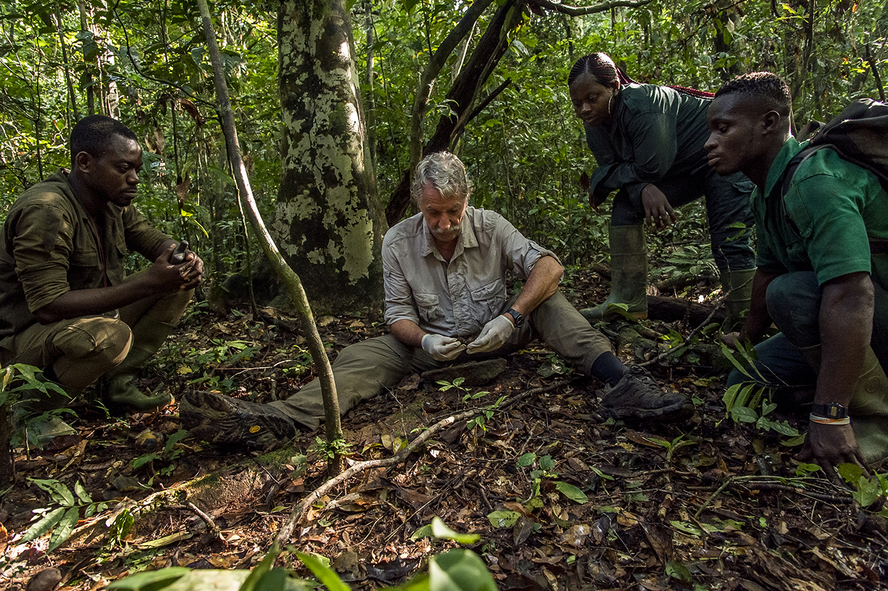 Christophe Boesch, a Franco-Swiss primatologist, presented a demonstration of walnut breaking to eco-guides of the Wild Chimpanzee Foundation, which he founded in 2000. Since 1976, he has been conducting research in the Taï National Park. Taï chimp