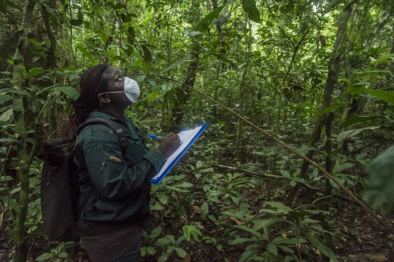An eco-guide of the Wild Chimpanzee Foundation (WCF), takes notes on the monkeys that she sees above her head in the canopy, in the tropical forest of Tai, in the National Park. Like any person entering primate territory, she wears a surgical mask s