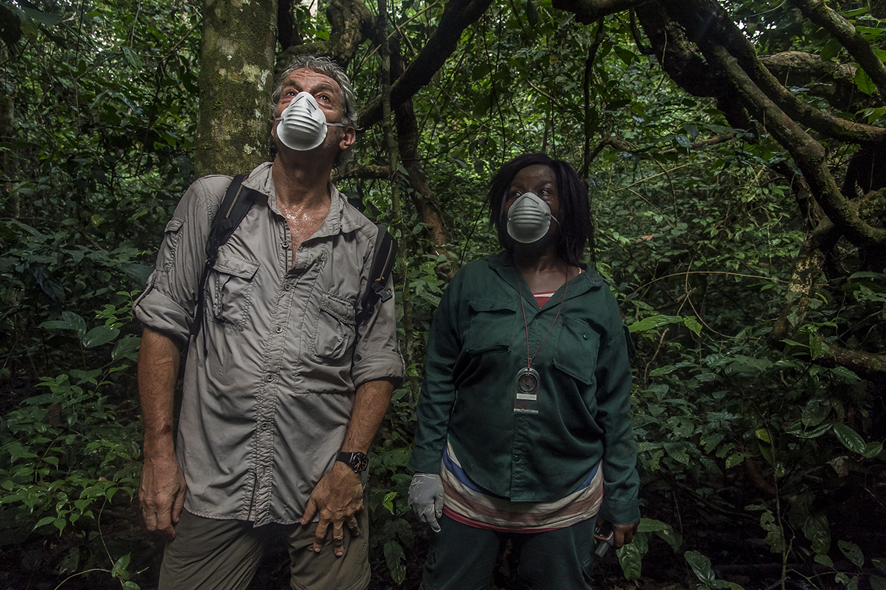 The heat is intense and the humidity suffocating in the rainy forest of Tai. Christophe Boesch, a Franco-Swiss primatologist who has been doing research on chimpanzees since 1976 and an eco-guide of the Wild Chimpanzee Foundation (WCF), observe the