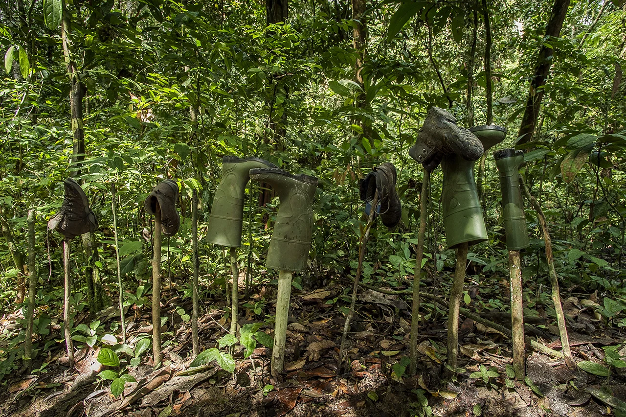 At the entrance of "Camp Boyé", an eco-camp of the Wild Chimpanzee Foundation (WCF) in the middle of the tropical forest of Taï, the eco-guides let their boots dry, head down to prevent any insect or snake to nest inside. To avoid contamination from the forest to the camp and vice versa, pediluvium are installed at each entrance to the camp. Any guest is required to soak his boots in, put them to dry at the entrance and move around the camp with other shoes. When he leaves for the forest, he will execute the opposite operation.