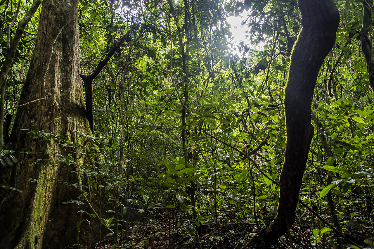 Around "Camp Boyé", an ecotourism campground managed by the Wild Chimpanzee Foundation (WCF), located in the heart of the rainforest in the Taï National Park, named after the town of Taï, which lies between its western boundary and the river Cavally