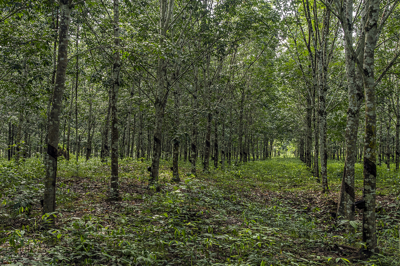 Near the Taï National Park, mud tracks are bordered by lines of rubber tree. Latex, a raw material for condoms, balloons and tires around the world, sinks into small containers. More than three-quarters of Côte d'Ivoire's forests have disappeared i