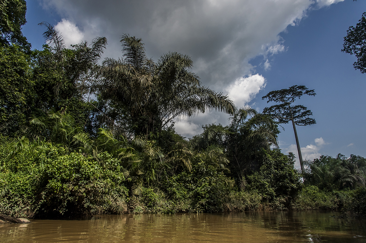 The Hana River. Beyond, the forest and Taï National Park. The chimpanzee population is estimated at 300-500 individuals.