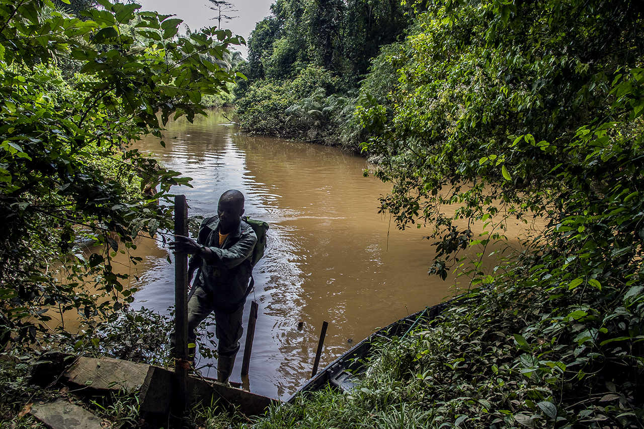 A forest guide from the Taï National Park climbs the stairs of the makeshift landing stage which allows to dock after crossing the Hana river, on the edge of the National Park of Tai.
