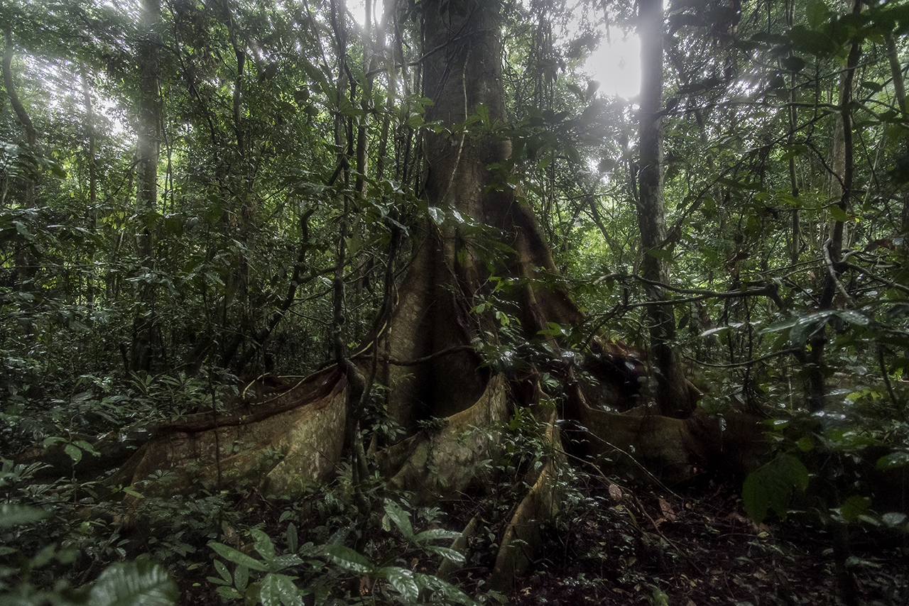 A large tree in the Taï rainy forest with its flat, hollow roots. Chimpanzees use them as drums by tapping their roots with fists when they want sex. The continuous rumble can be heard from afar.
