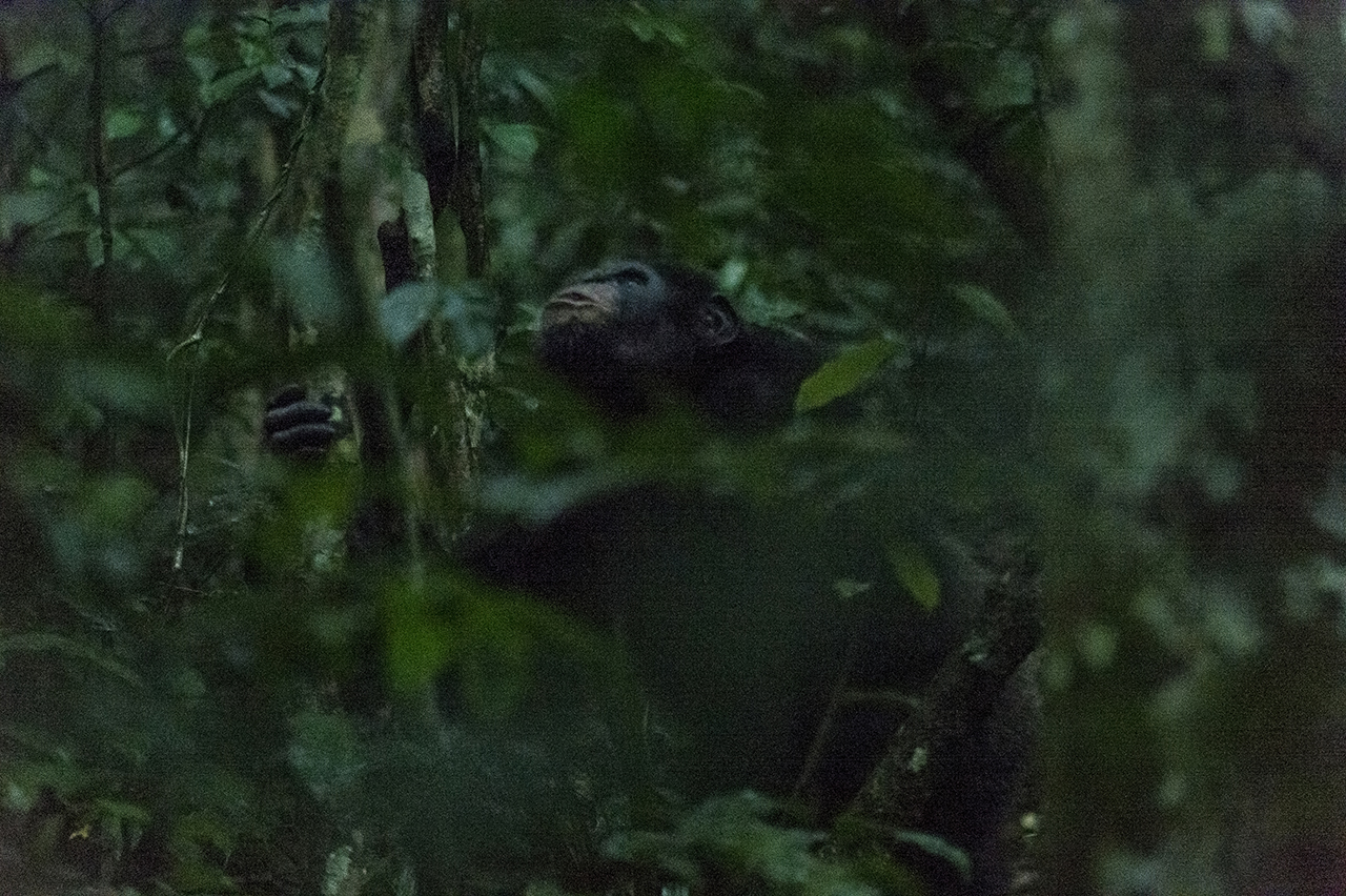 A chimpanzee not completely « used-to-humans » in the forest of Tai. This means that he notices the presence to a human when he is closed and that it incites him to move. About 200,000 chimpanzees live in the tropical belt between Senegal in West Af