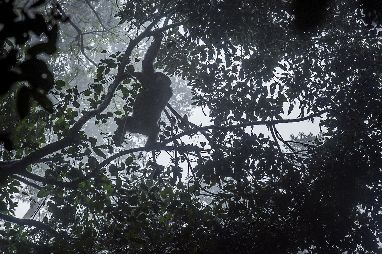 Early morning, in the forest of Tai, a chimpanzee descends from its nest, in a mist due to extreme humidity. To avoid exposure to predators and sleep safely, chimpanzees spend the night in the trees in nests they make daily. A cross of branches and